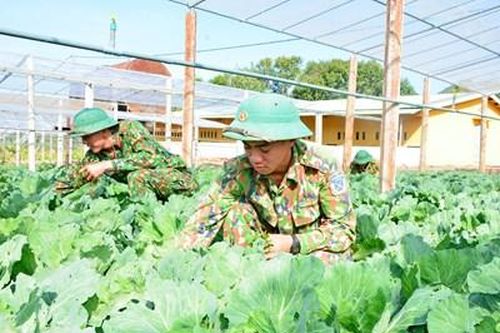 Trong mọi hoàn cảnh, bộ đội không thiếu rau xanh