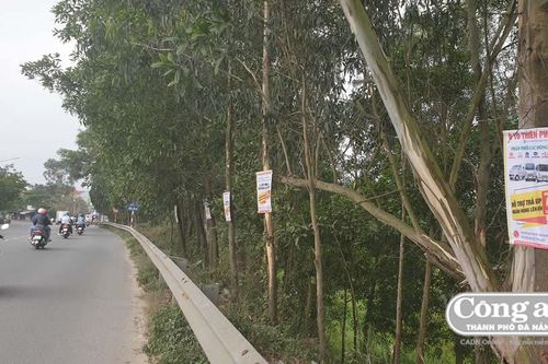 'Rác' quảng cáo trên cây
