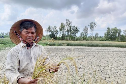 Cà Mau cần hỗ trợ trên 310 tỷ đồng để chủ động tạo nguồn trữ ngọt phòng chống hạn hán