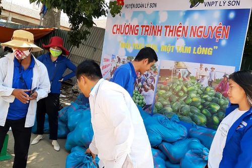 Dưa hấu ở Quảng Ngãi 'giải cứu' đến bao giờ?