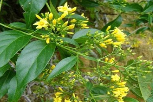 Buồn chuyện gia đình, một phụ nữ ăn lá ngón tự tử