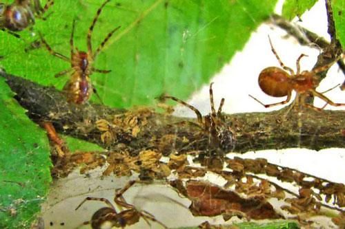 'Ngã ngửa' trước 8 sự thật ít biết về loài nhện