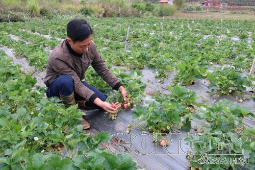 Sơn La: Người dân thoát nghèo nhờ cây dâu tây
