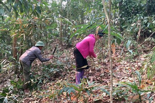 Tăng cường quản lý bảo vệ và phòng cháy, chữa cháy rừng