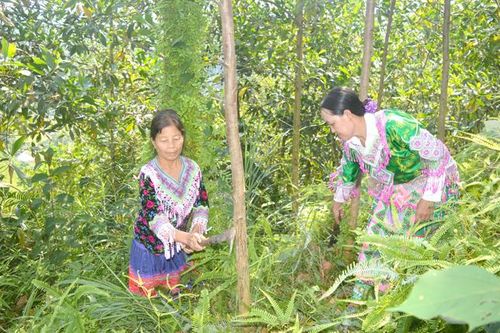 Chăm lo, nâng cao đời sống đồng bào Mông