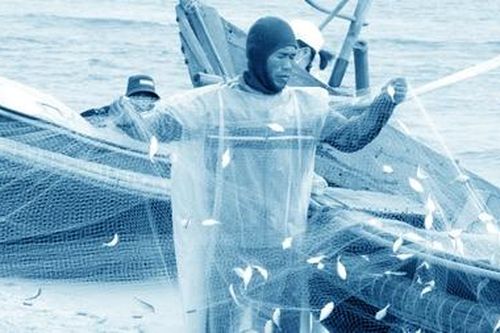 Ngư dân Quảng Trị được mùa cá trích