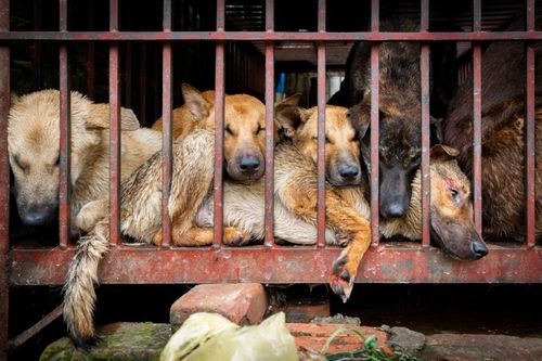 5 triệu chó và 1 triệu mèo bị giết lấy thịt tại Việt Nam hằng năm