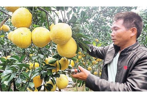Làm giàu từ cây bưởi