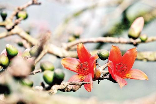 Mùa hoa gạo đơm bông