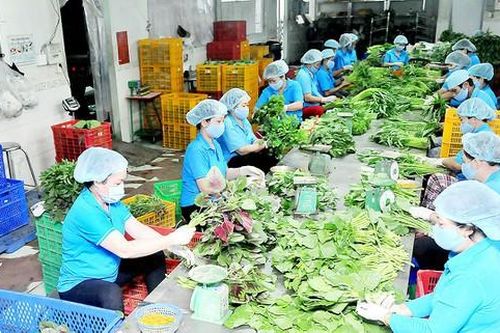 Thêm 40 doanh nghiệp nông nghiệp thành lập mới