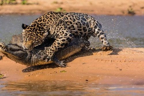 Báo đốm bơi qua sông đoạt mạng cá sấu