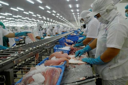 Ngành cá tra lao đao, người nuôi 'treo ao'