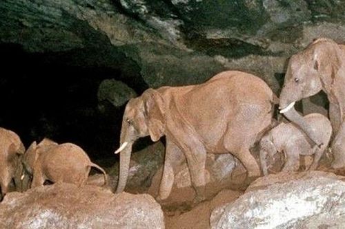 Từng đoàn voi tự 'khai thác' muối để ăn trong hang núi lửa
