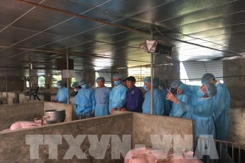 Hà Nội: Phòng để chống dịch tả lợn châu Phi tái phát