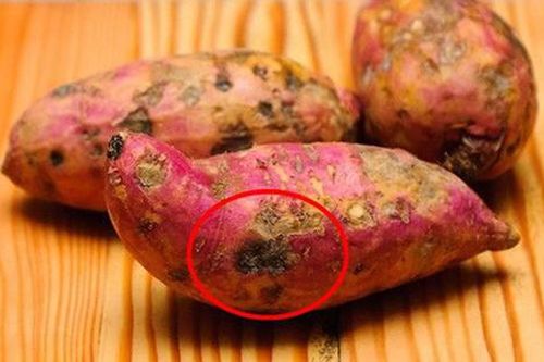 Thấy khoai lang có dấu hiệu này, hãy vứt bỏ ngay lập lức, tiếc của mà ăn kẻo rước độc hại thân