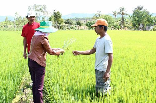 Người Bahnar ở Ayun liên kết sản xuất lúa nước theo hướng VietGAP