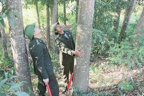 Phát triển rừng gỗ lớn - những vấn đề đặt ra