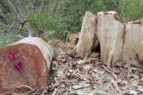 Khởi tố 3 vụ phá rừng quy mô lớn ở địa bàn biên giới