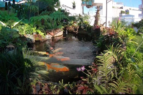 Độc đáo hồ cá Koi trị giá hàng tỷ đồng trên sân thượng của đại gia Sài thành