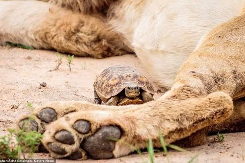 Rùa cả gan bò qua chân sư tử để thoát thân