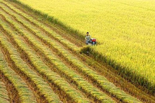 Bộ Nông nghiệp khẳng định lúa gạo trong nước dôi dư tiêu dùng và xuất khẩu