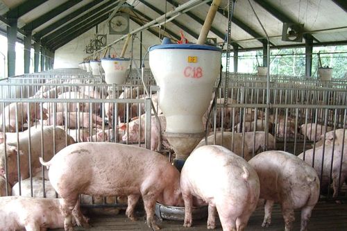 Đồng Nai công bố hết dịch tả heo châu Phi