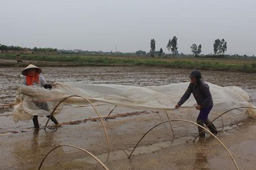 Sẽ mua tăng 3.500 tấn hạt giống lúa vào kho dự trữ quốc gia