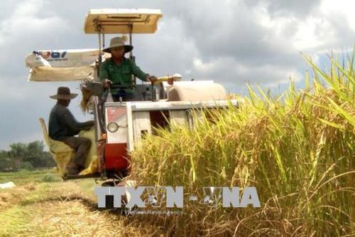 Bộ Nông nghiệp và Phát triển nông thôn thông tin kế hoạch sản xuất lúa, gạo năm 2020