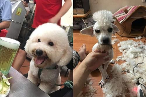 Giao chú chó cho em trai tỉa lông, anh chàng 'khóc cạn nước mắt' vì thú cưng biến thành 'con vật lạ'