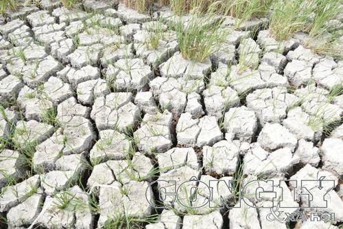 Nỗi đau của người dân miền Tây trong mùa hạn mặn