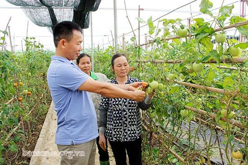 Đa dạng các sản phẩm theo tiêu chuẩn VietGAP