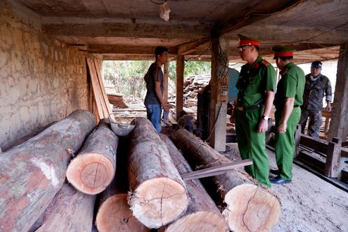 Phát hiện một xưởng gỗ tàng trữ hơn 8 m3 gỗ lậu