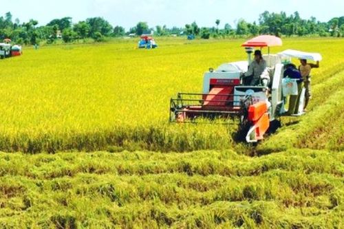 Vì sao diện tích lúa vụ Đông Xuân 2019 - 2020 ở Đồng bằng sông Cửu Long giảm 63.000ha?