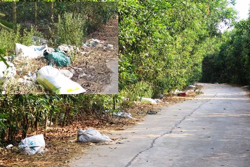 Bãi rác giữa rừng keo Núi Nảy