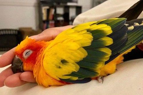 Những bức ảnh chứng minh động vật cũng có cảm xúc như con người