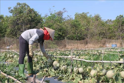 Dịch COVID-19: Vùng chuyên canh dưa lưới gặp khó vì giá giảm, tiêu thụ chậm