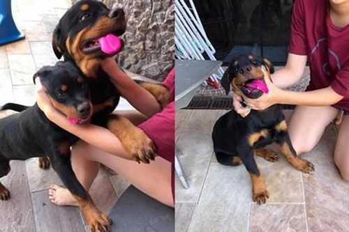 Chiếc lưỡi của 2 chú chó cưng đột nhiên có màu lạ, cô chủ vội kiểm tra thì phát hiện sự thật bất ngờ