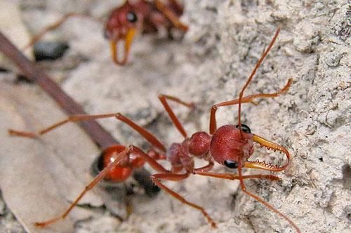 Tiết lộ 5 sự thật đáng sợ về loài kiến nguy hiểm bậc nhất hành tinh