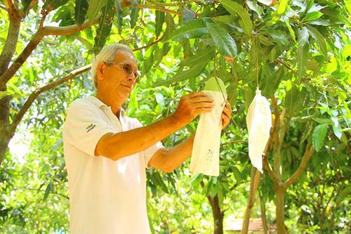 Nâng cao giá trị sản xuất ngành hàng xoài