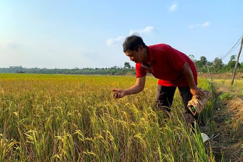 Lúa Đông Xuân đối mặt với hạn hán