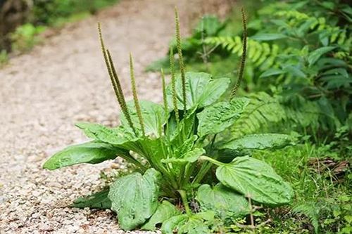 15 tác dụng của cây mã đề đối với sức khỏe con người
