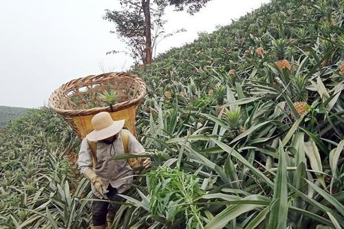 Nông dân Bản Lầu vào mùa thu hoạch dứa