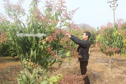 Hướng đi mới trong phát triển vùng xoài nguyên liệu