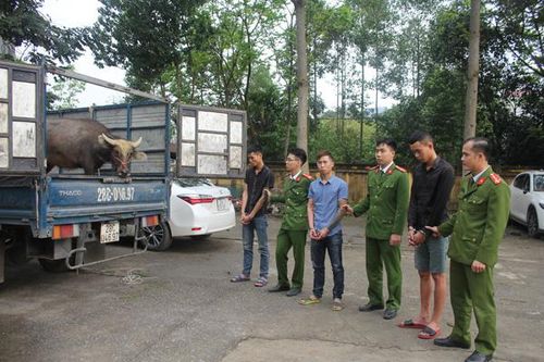 Liên tiếp trộm trâu để… trả góp ôtô