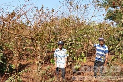 Sau phản ánh của Báo Công an TP.HCM, yêu cầu đền bù cho dân