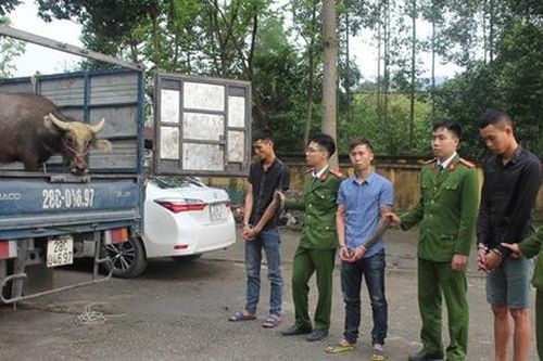 Bắt nhóm đối tượng trộm trâu bò liên tỉnh lấy tiền mua ô tô, tiêu xài