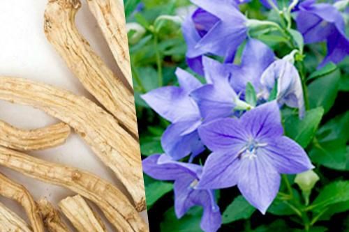 Cát cánh trị viêm đường hô hấp