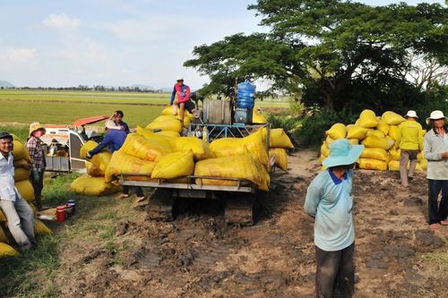Sản lượng lúa đông xuân ở ĐBSCL đạt hơn 10,7 triệu tấn