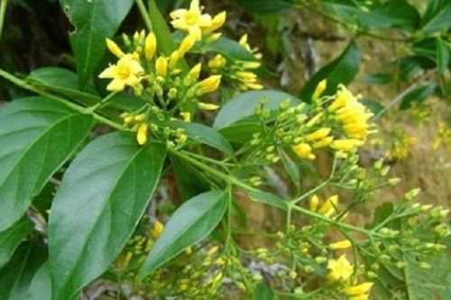 Người đàn ông có vợ cùng nữ sinh lớp 12 ăn lá ngón tự tử