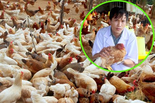 Độc đáo cách nuôi gà như chăm 'quý tộc' của ông chủ 9X xứ Nghệ